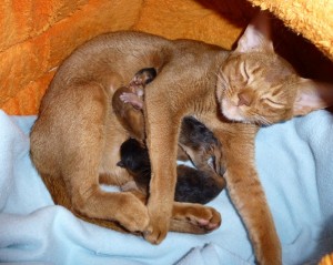 IC *CH Detrevande's Fine-Tuned with her kittens